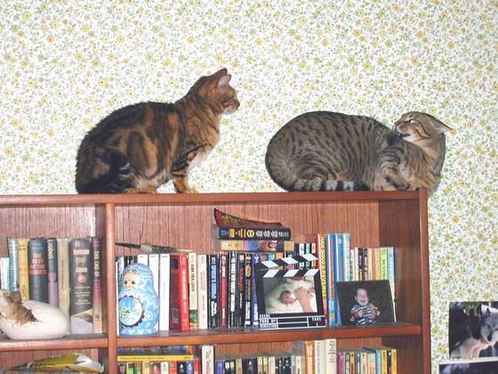 My, what lovely ears you have